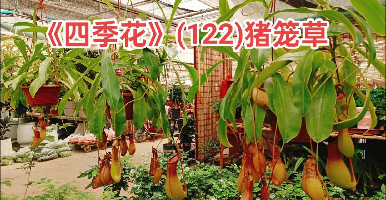季花卉的定义和特点是什么？