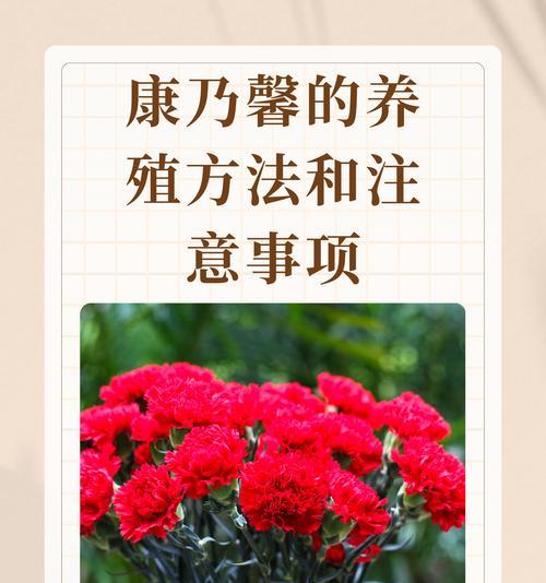 送康乃馨什么意思？它在不同场合下表达的情感有何不同？