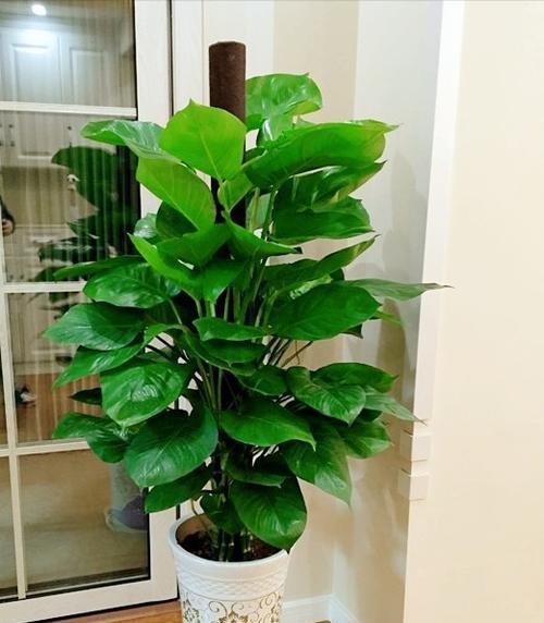 新居搬迁时送哪种植物最为适宜？