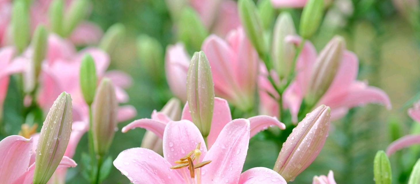 十一朵百合花语是什么？