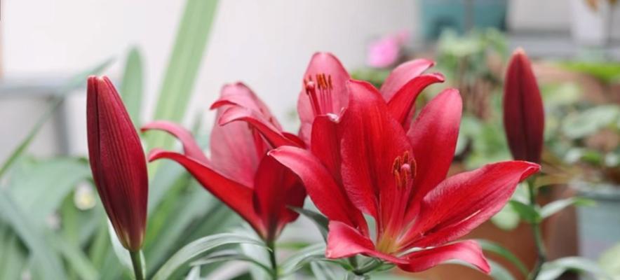 十一朵百合花语是什么？