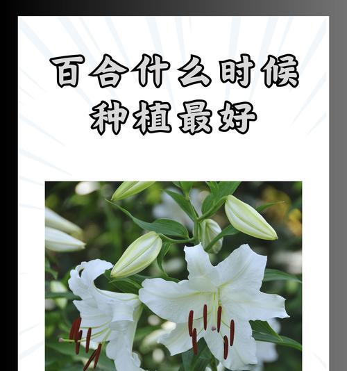 吉祥百合在网络用语中有什么含义？