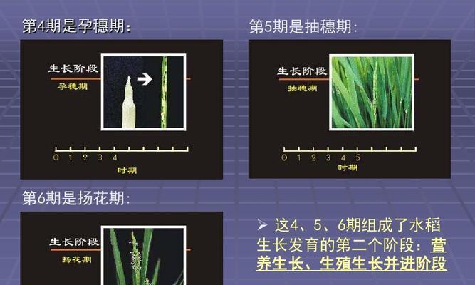 水稻出穗扬花是什么阶段？有何农业意义？