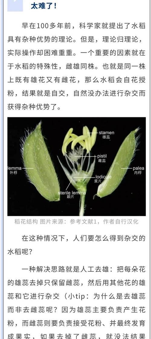水稻出穗扬花是什么阶段？有何农业意义？
