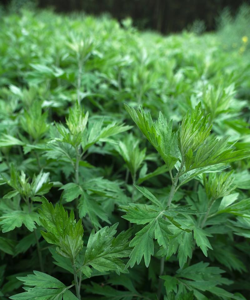 你知道哪些神奇的植物？你还知道哪些神奇有意思的植物？