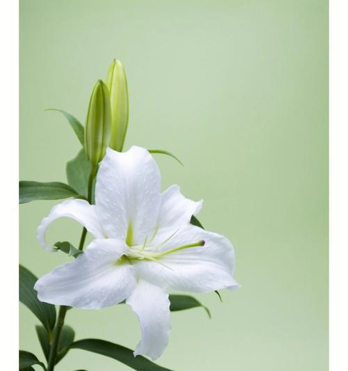 天鹅绒百合的花语代表了什么？