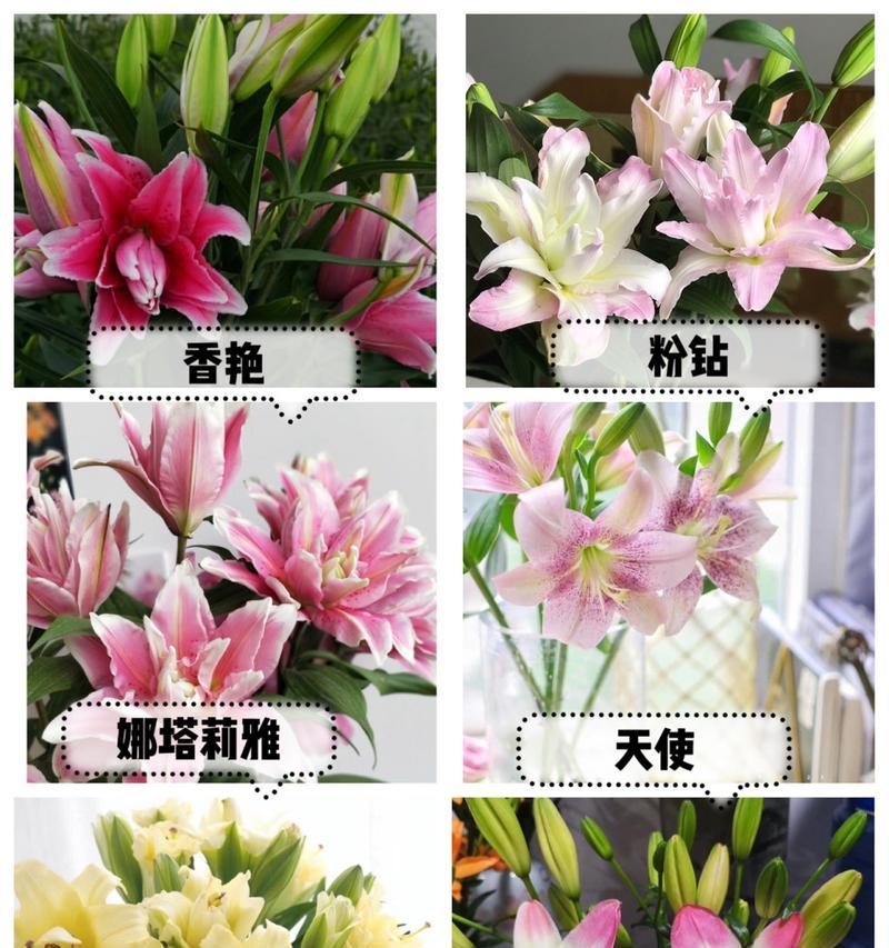 天鹅绒百合的花语代表了什么？