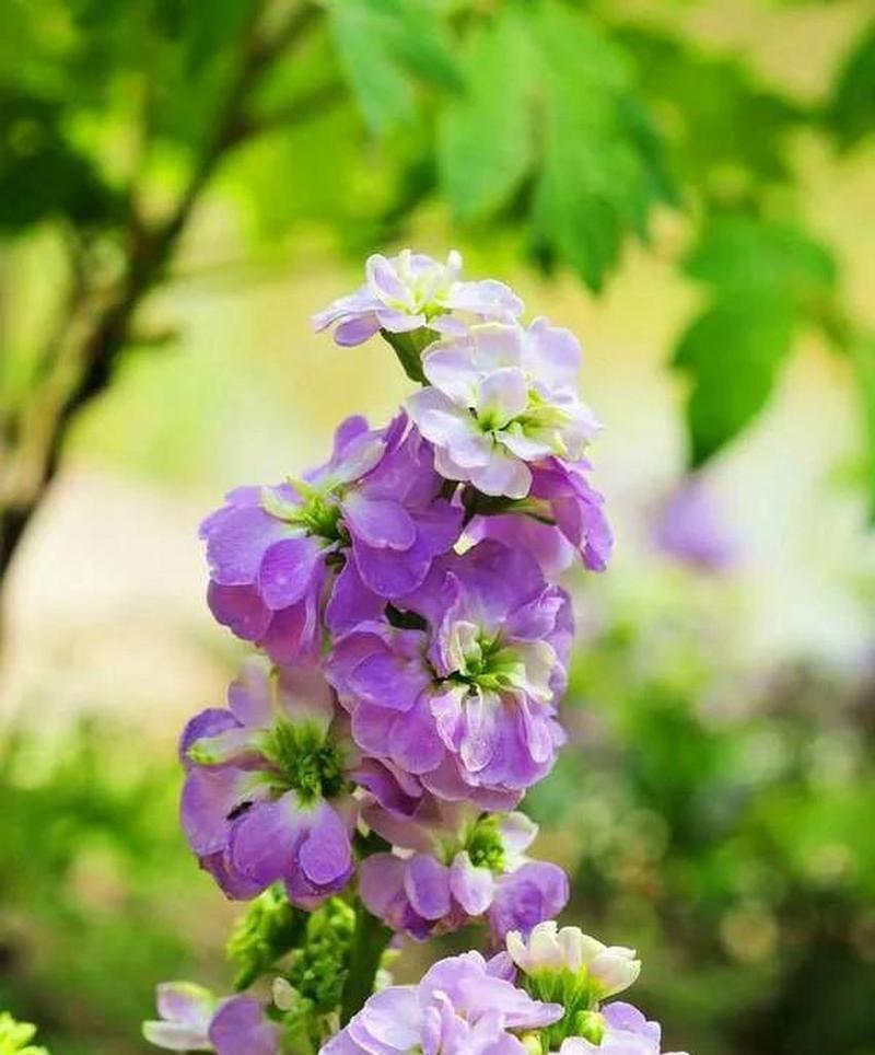 哪种花的花语是暗恋？表达暗恋情感的花有哪些？