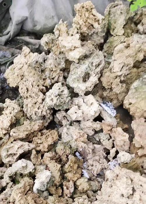 盆栽中放置小石头有何寓意？