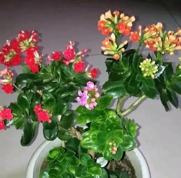 长寿花象征着什么？
