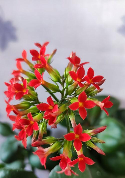 长寿花象征着什么？