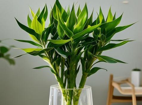 家里适合养的花卉寓意是什么？选择家居花卉有哪些吉祥寓意？