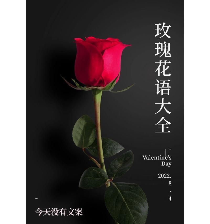 玫瑰花语通常表达什么情感？不同颜色的玫瑰花语有何不同？
