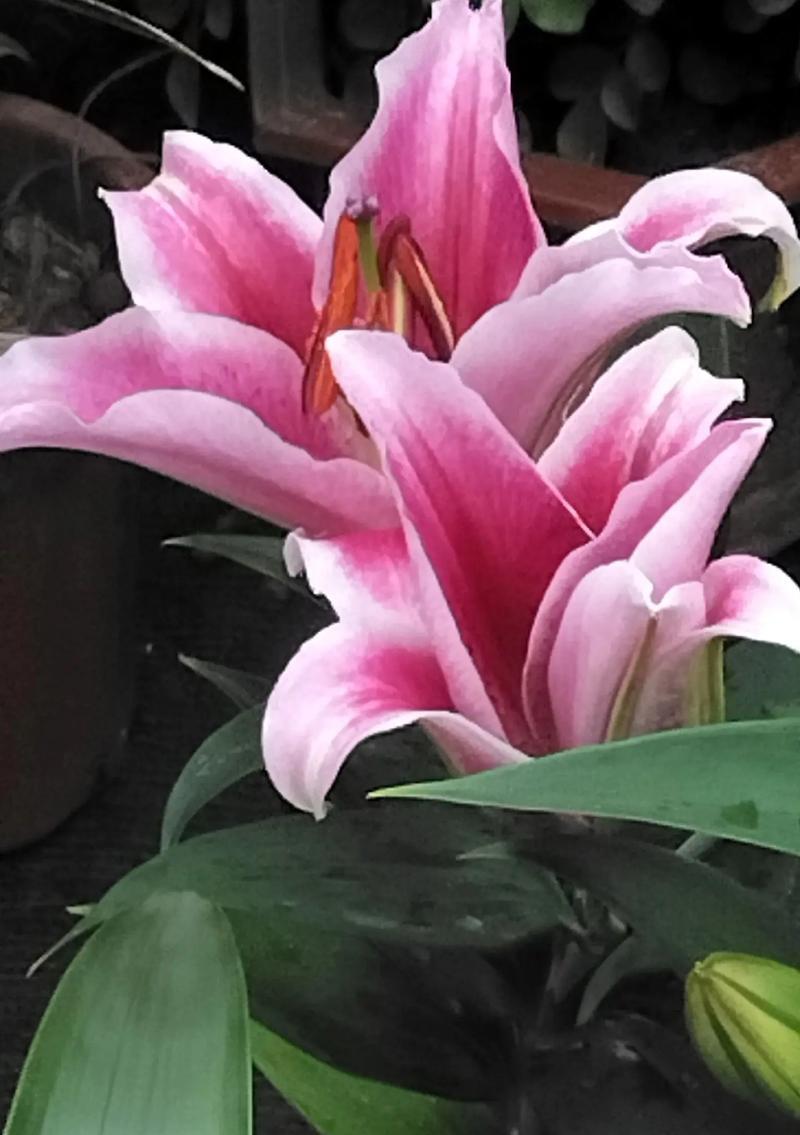 百合花通常表达什么情感？了解百合的花语有哪些？