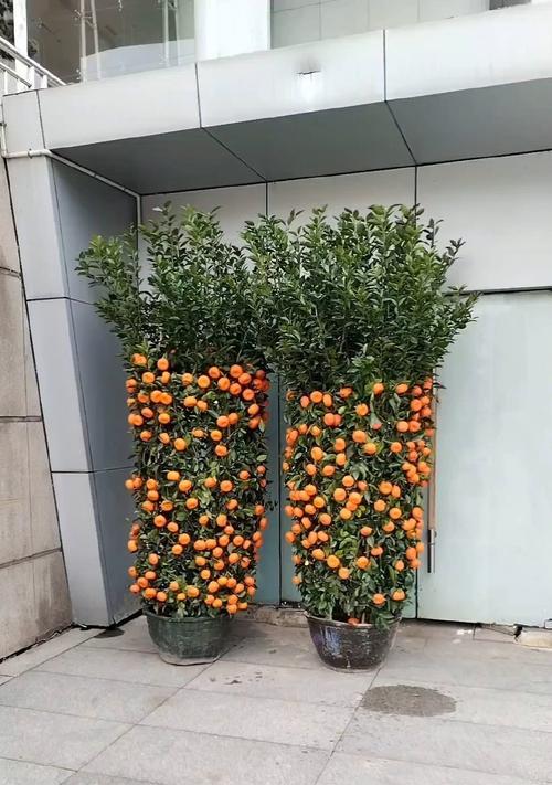 盆栽中全是橘子代表什么？橘子盆栽的寓意是什么？