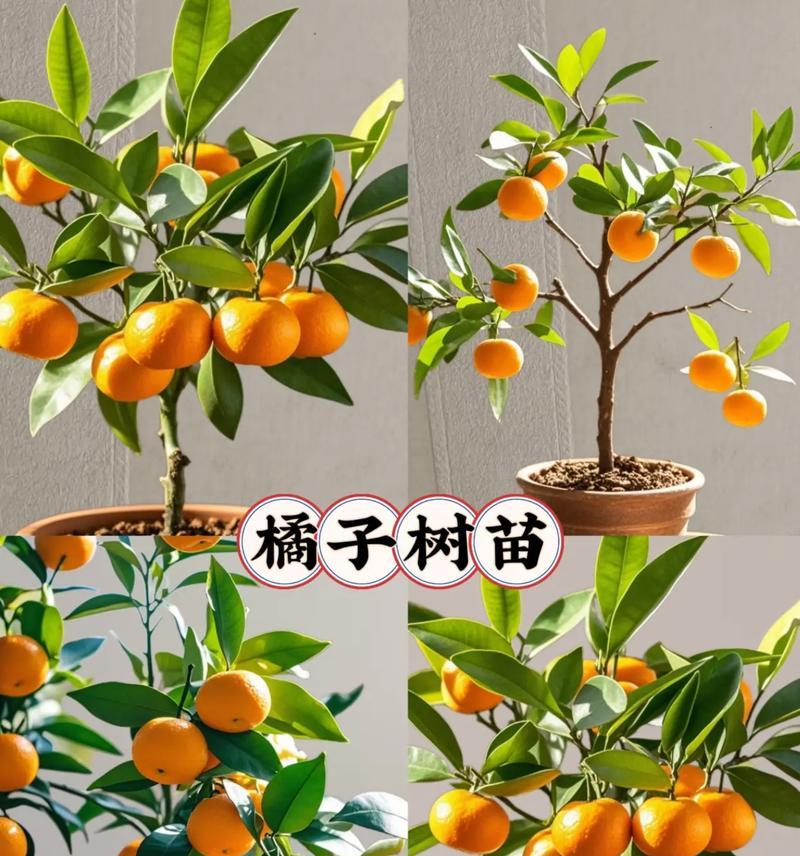 盆栽中全是橘子代表什么？橘子盆栽的寓意是什么？