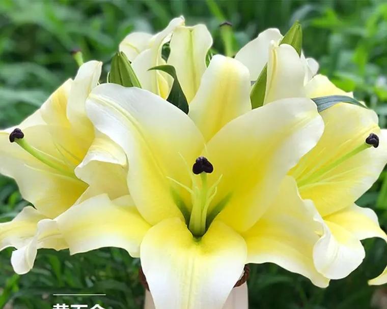 百合花天然色素是什么意思？百合黄是什么意思？