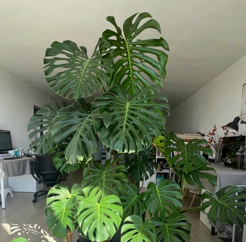 盆栽植物叶片发黄发绿是什么原因？如何解决？