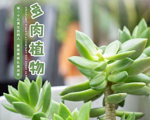 盆栽植物叶片发黄发绿是什么原因？如何解决？