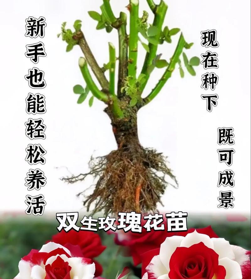 双子座玫瑰花束的含义是什么？