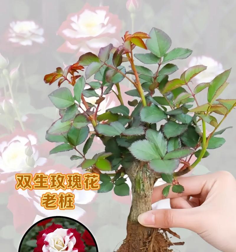 双子座玫瑰花束的含义是什么？