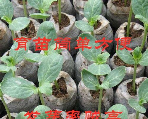 草花盆栽基质具体指什么？它对植物生长有何作用？