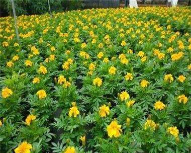 草花盆栽基质具体指什么？它对植物生长有何作用？