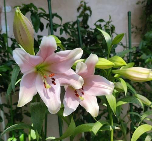 百合花苞代表什么含义？如何正确养护？