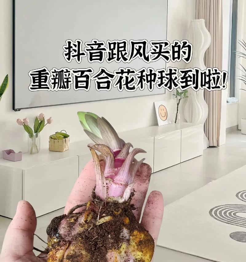 百合花苞代表什么含义？如何正确养护？
