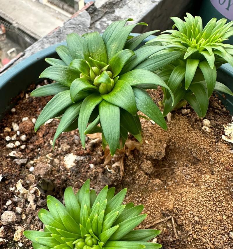 百合花苞代表什么含义？如何正确养护？