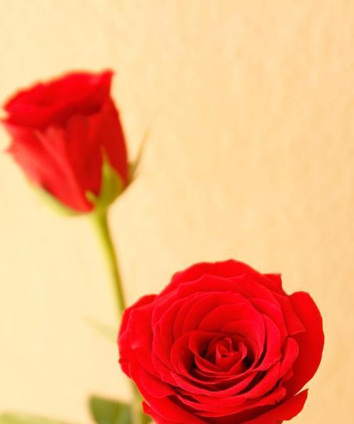 送女友玫瑰花有何寓意？玫瑰花在爱情中的象征意义是什么？