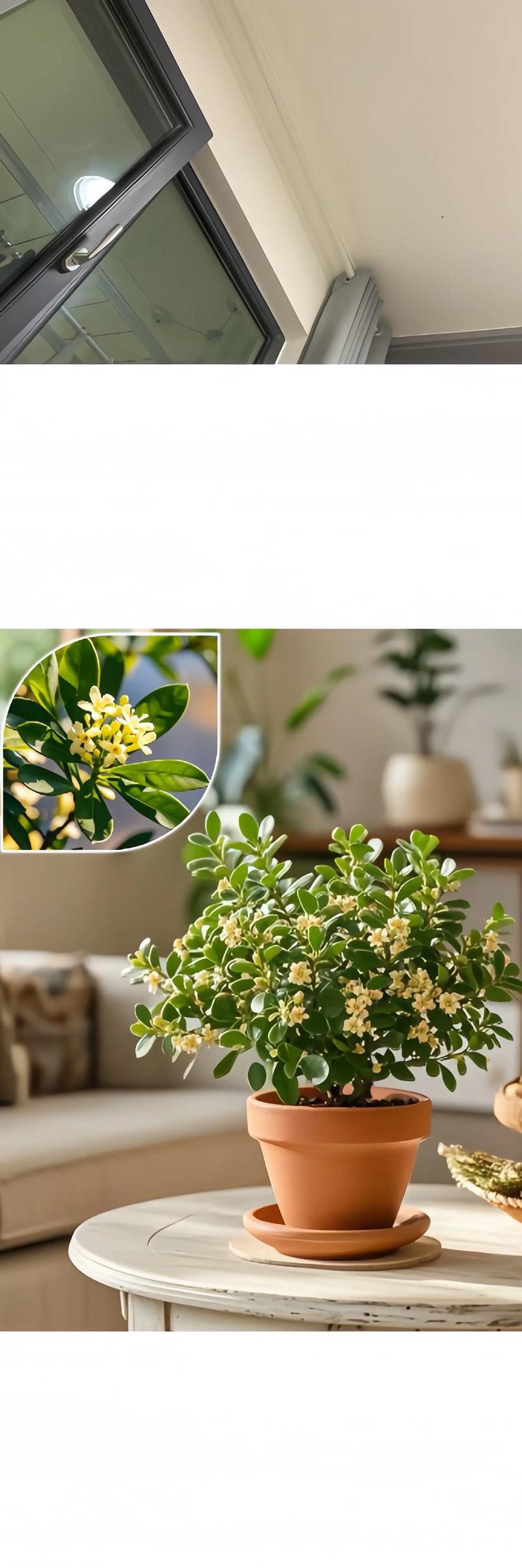 米兰开花什么寓意？米兰花象征着什么？