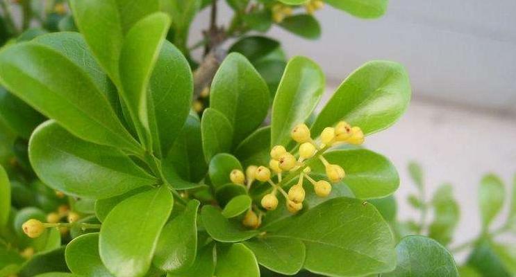 米兰开花什么寓意？米兰花象征着什么？