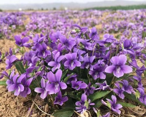 紫色的花语是什么？紫色花卉的象征意义有哪些？