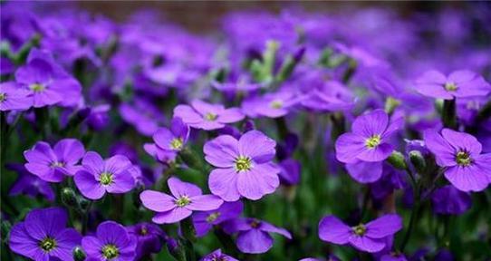 紫色的花语是什么？紫色花卉的象征意义有哪些？