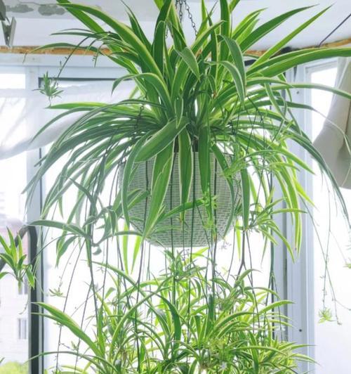 搬家时适合送什么植物？有哪些寓意好的选择？