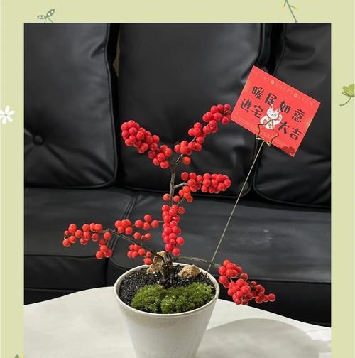 搬家时适合送什么植物？有哪些寓意好的选择？