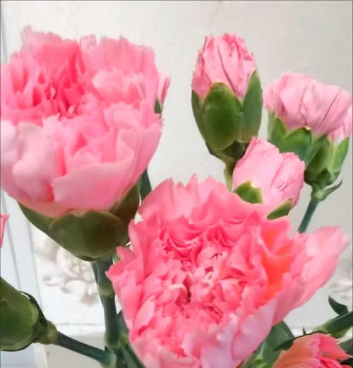 点缀康乃馨的花语是什么？它代表了什么？
