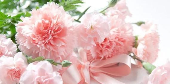 点缀康乃馨的花语是什么？它代表了什么？