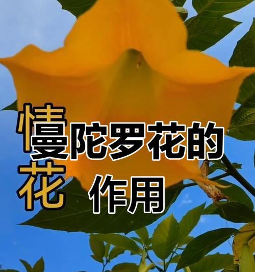 曼陀罗花代表什么含义？