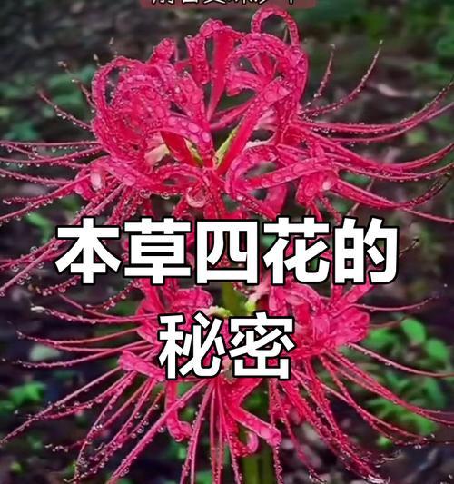 曼陀罗花代表什么含义？