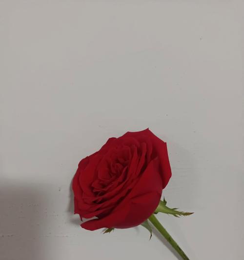 收到玫瑰花意味着什么？