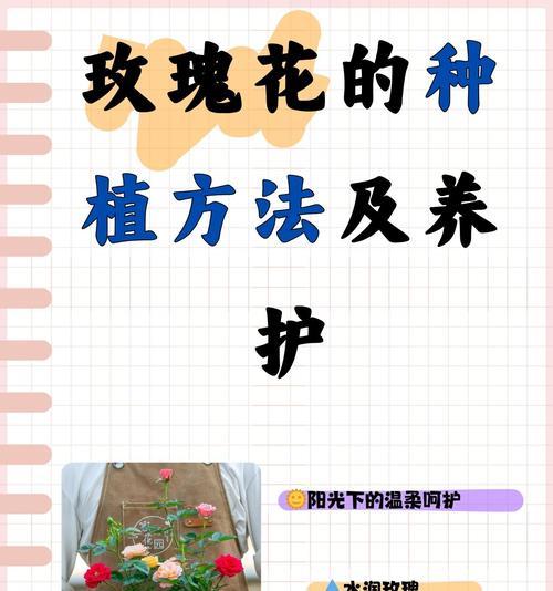 收到玫瑰花意味着什么？