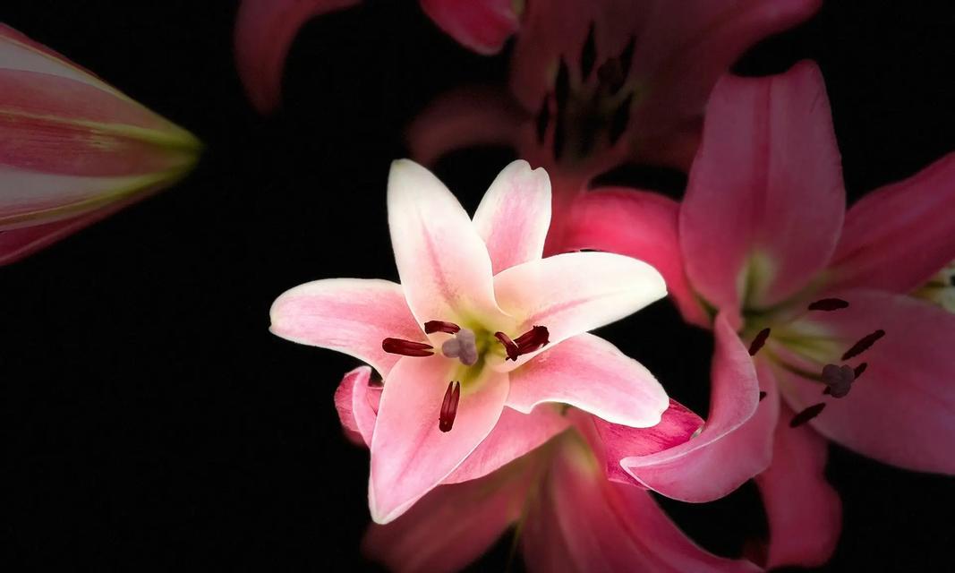 粉红色百合10朵花有何特殊含义？它的花语是什么？