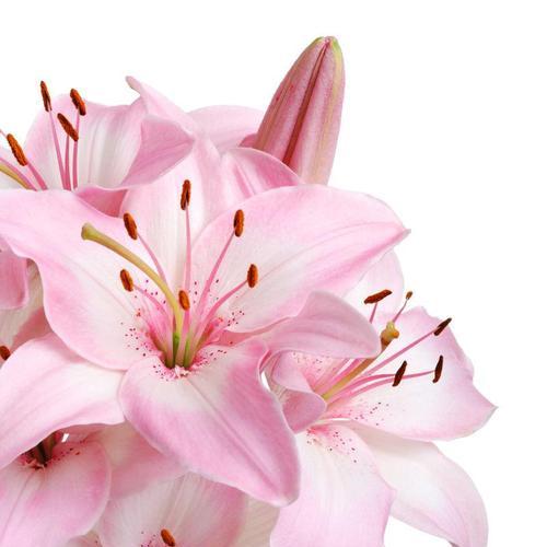 粉红色百合10朵花有何特殊含义？它的花语是什么？