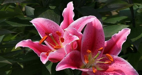粉红色百合10朵花有何特殊含义？它的花语是什么？