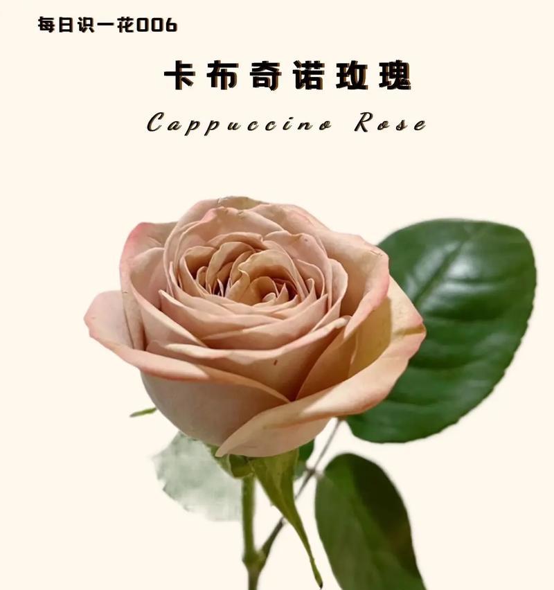 玫瑰花五朵花代表什么？五朵玫瑰的花语有哪些？