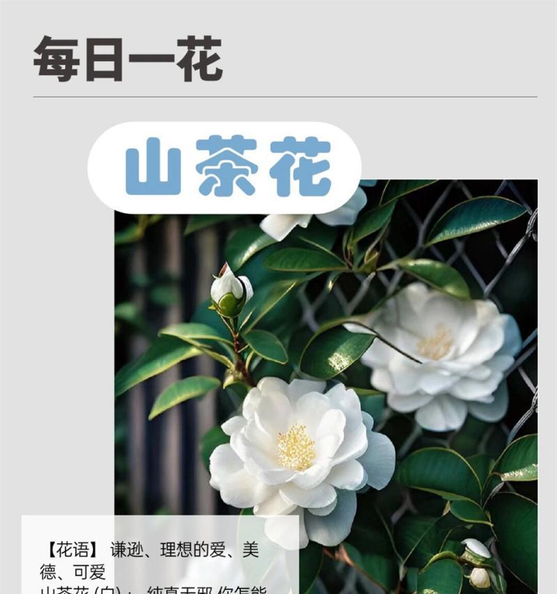 哪些花卉象征着冰凉？这些花卉的花语是什么？