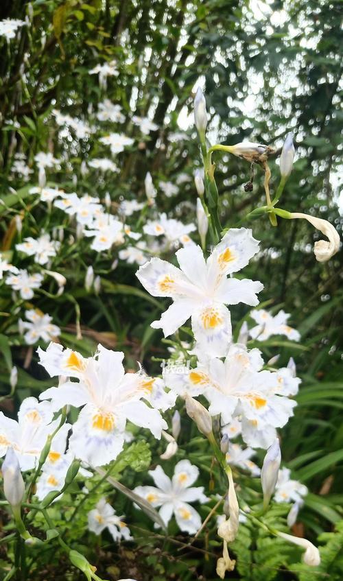 哪些花卉象征着冰凉？这些花卉的花语是什么？