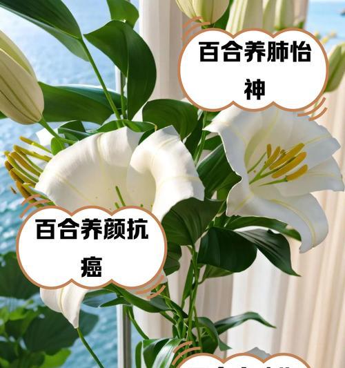 空谷百合花的寓意是什么？